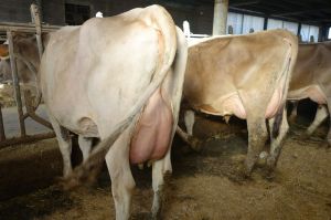 k-links V Falk re Payssli x Agenda Vollschwester der Superstarmutter